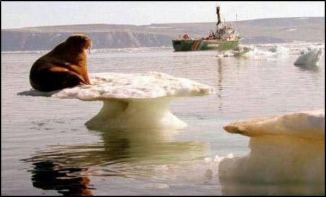 These funny animals (59 pics)