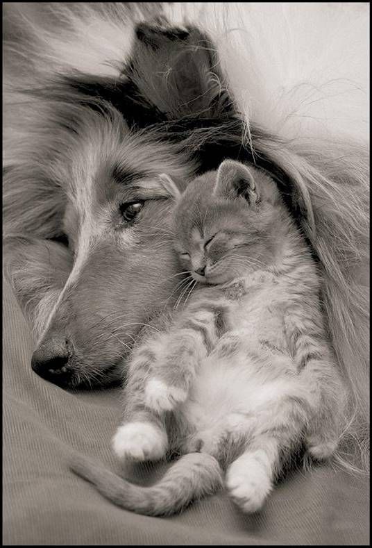 These funny animals (59 pics)