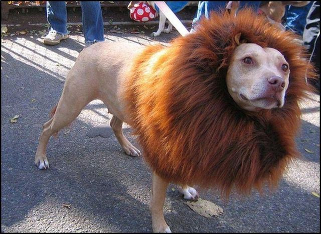These funny animals (59 pics)