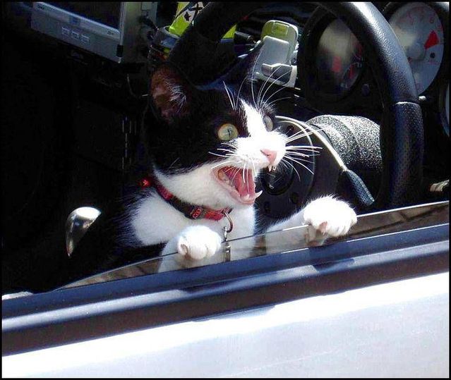 These funny animals (59 pics)