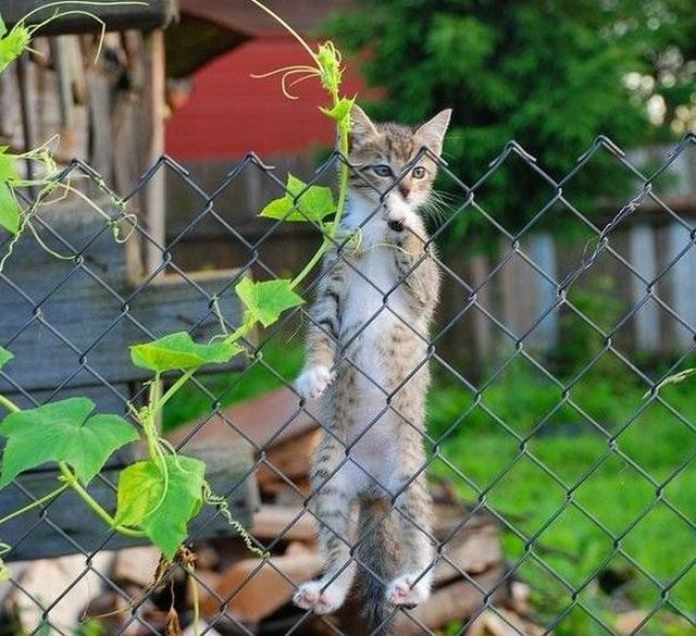 These funny animals (59 pics)