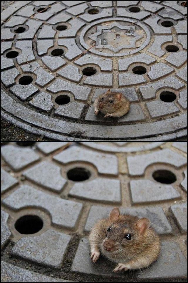 These funny animals (59 pics)