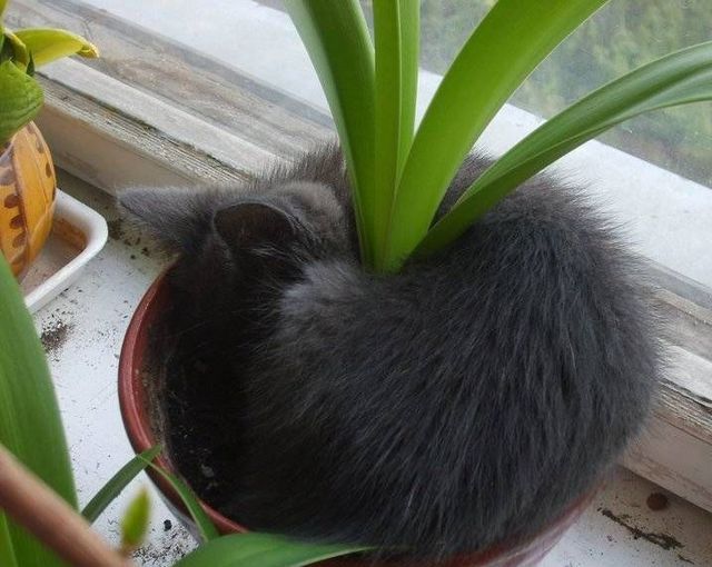 These funny animals (59 pics)