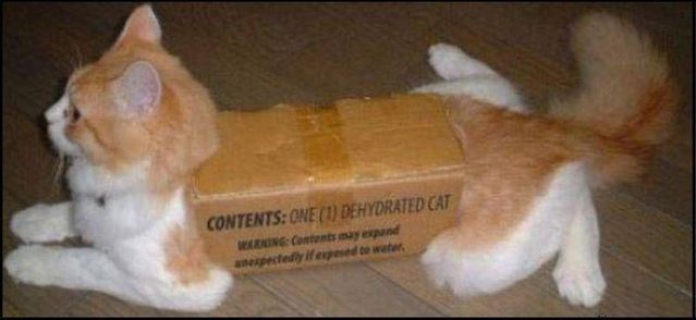 These funny animals (59 pics)
