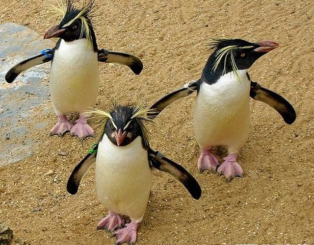 These funny animals (59 pics)
