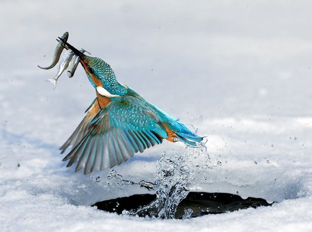 These funny animals (59 pics)