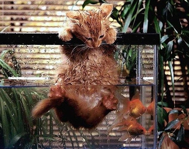 These funny animals (59 pics)