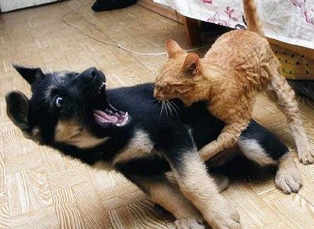 These funny animals (59 pics)