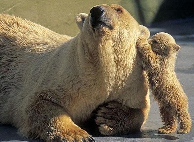 These funny animals (59 pics)