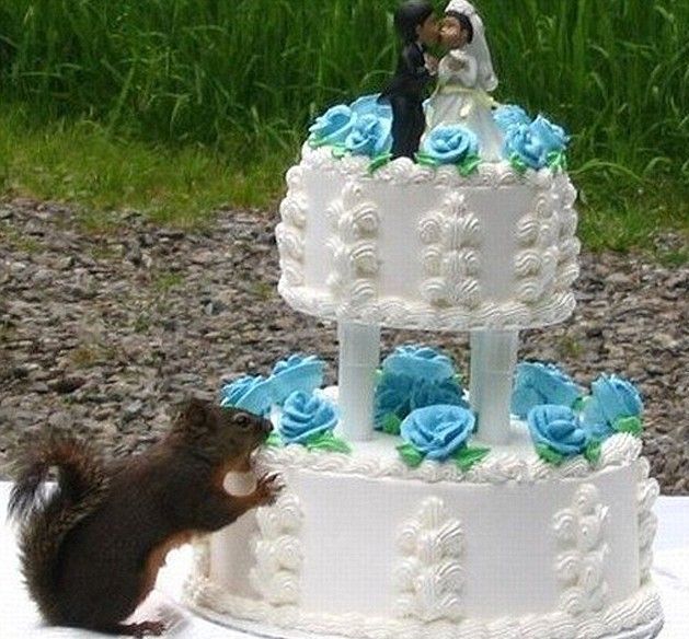 These funny animals (59 pics)