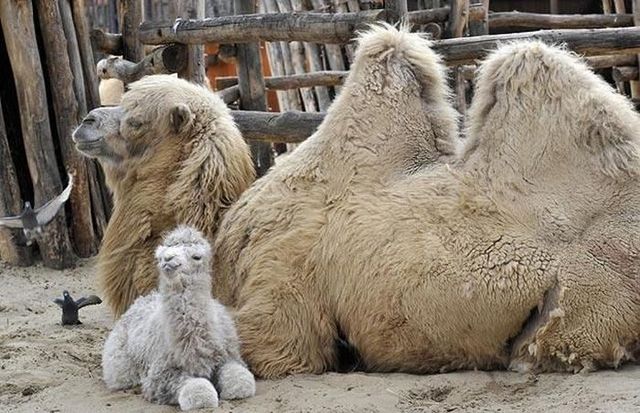 These funny animals (59 pics)
