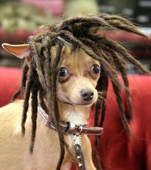 These funny animals (59 pics)