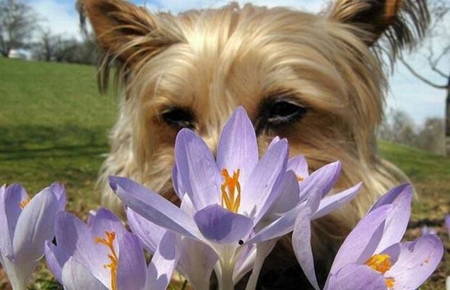 These funny animals (59 pics)