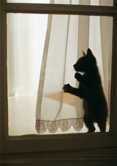 These funny animals (59 pics)