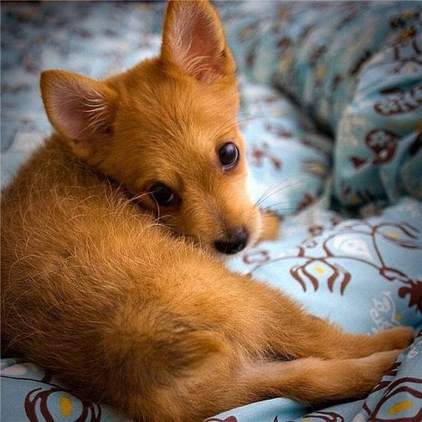 These funny animals (59 pics)