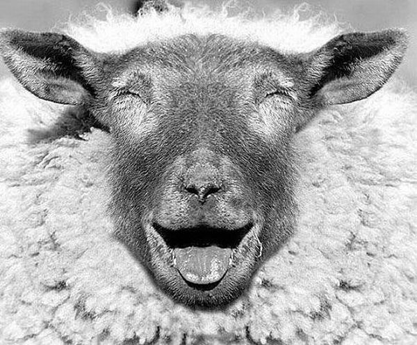 These funny animals (59 pics)