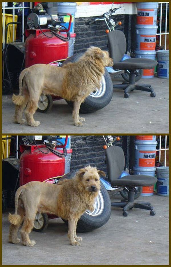 These funny animals (59 pics)
