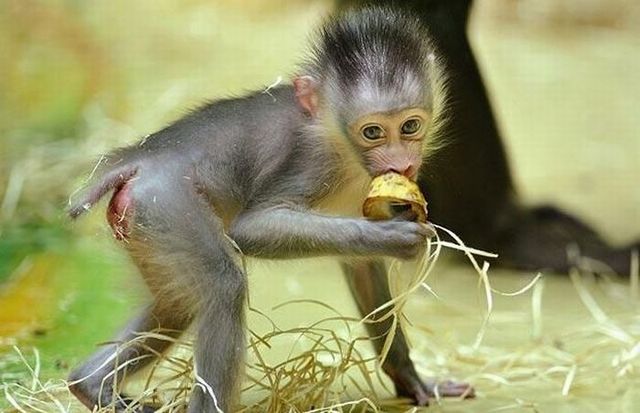 These funny animals (59 pics)