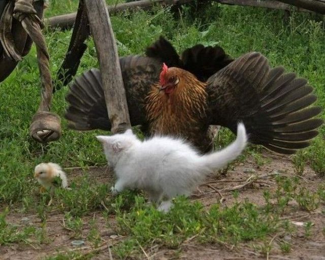 These funny animals (59 pics)