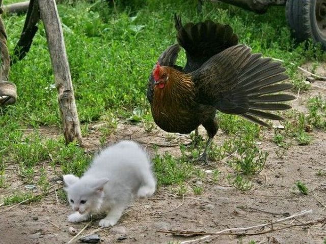 These funny animals (59 pics)