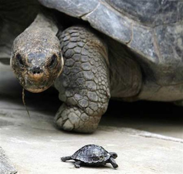 These funny animals (59 pics)