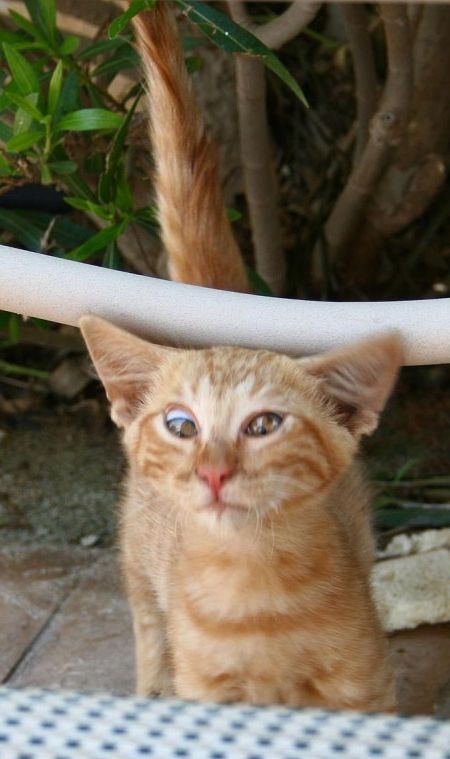 These funny animals (59 pics)