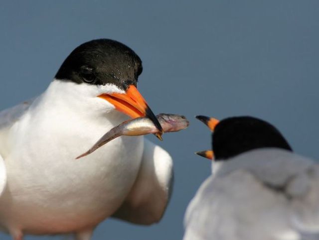 These funny animals (59 pics)