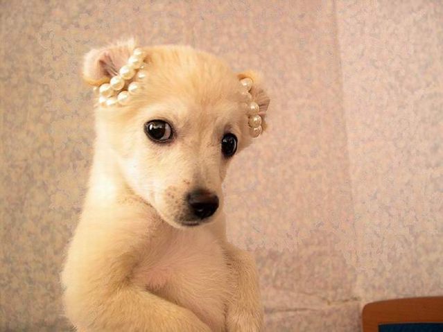 These funny animals (59 pics)