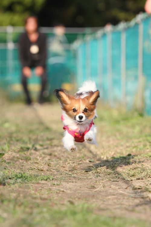 These funny animals (59 pics)