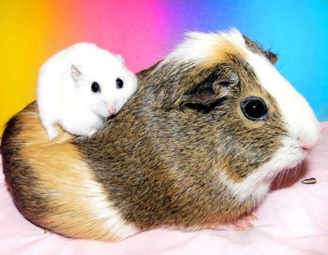 These funny animals (59 pics)