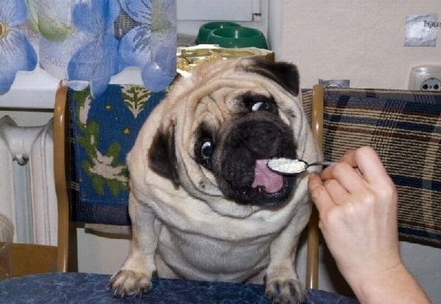 These funny animals (59 pics)