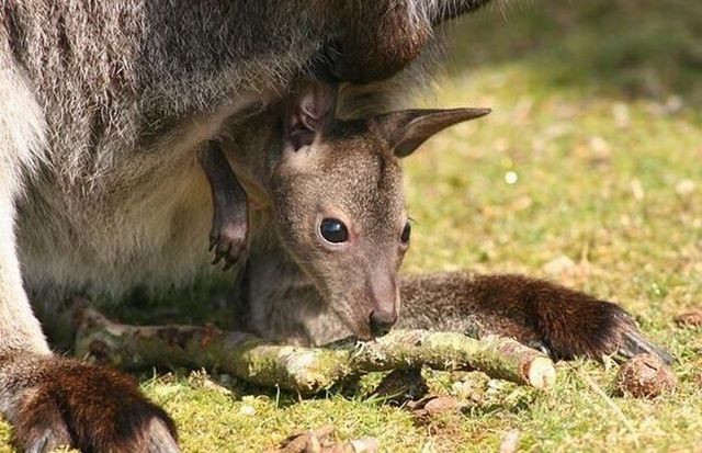 These funny animals (59 pics)