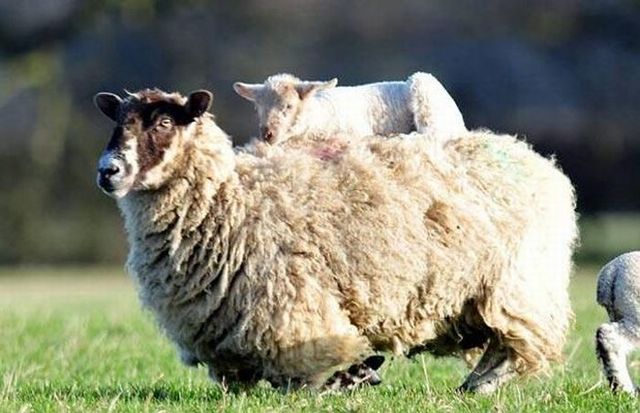 These funny animals (59 pics)