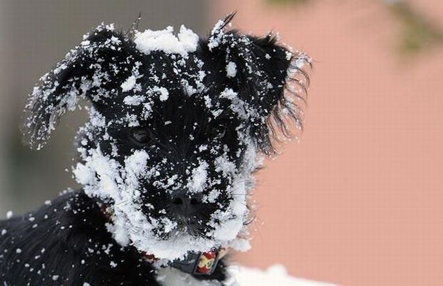 These funny animals (59 pics)