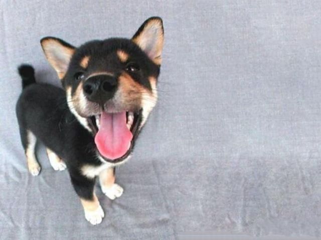 These funny animals (59 pics)
