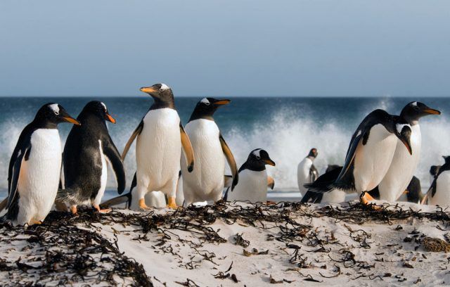Penguins are so amusing )) (21 photos)