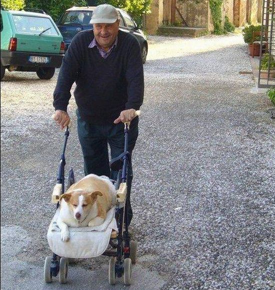 Animals fight with excess weight (6 pics)