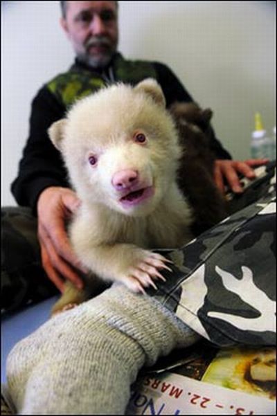 Two bear cubs - Salt and Pepper (14 pics)