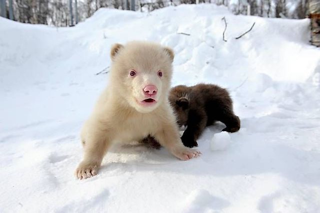 Two bear cubs - Salt and Pepper (14 pics)