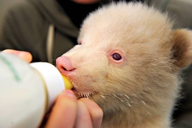 Two bear cubs - Salt and Pepper (14 pics)