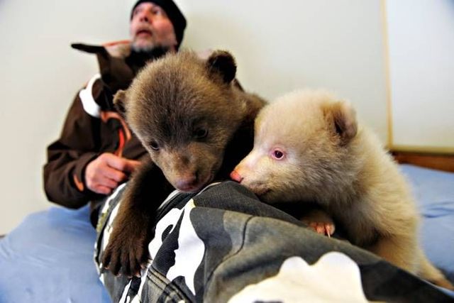 Two bear cubs - Salt and Pepper (14 pics)