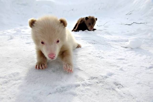 Two bear cubs - Salt and Pepper (14 pics)