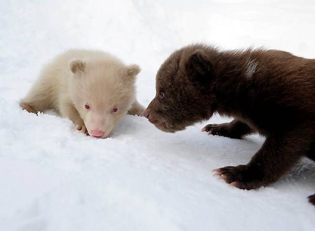 Two bear cubs - Salt and Pepper (14 pics)