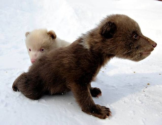 Two bear cubs - Salt and Pepper (14 pics)