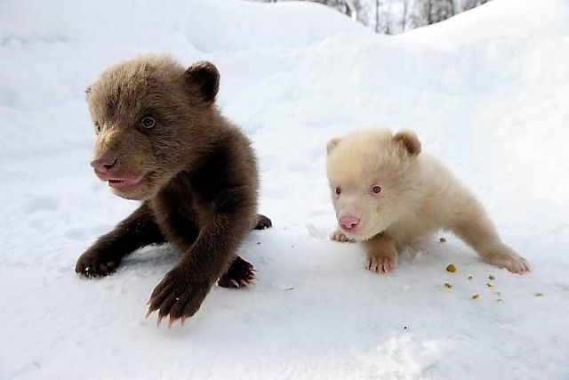 Two bear cubs - Salt and Pepper (14 pics)