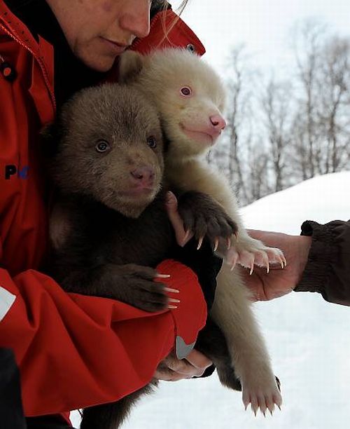 Two bear cubs - Salt and Pepper (14 pics)
