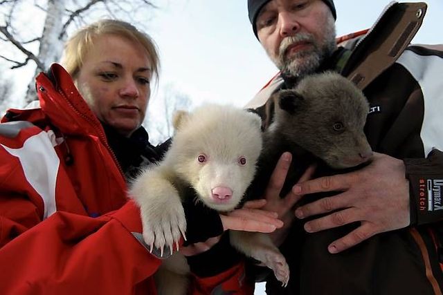Two bear cubs - Salt and Pepper (14 pics)