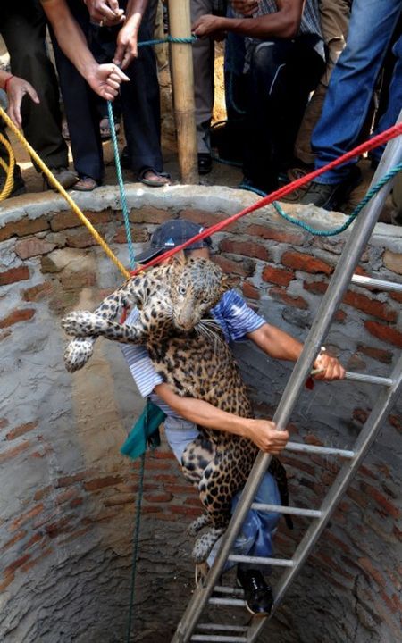 Leopard rescue (4 photos)