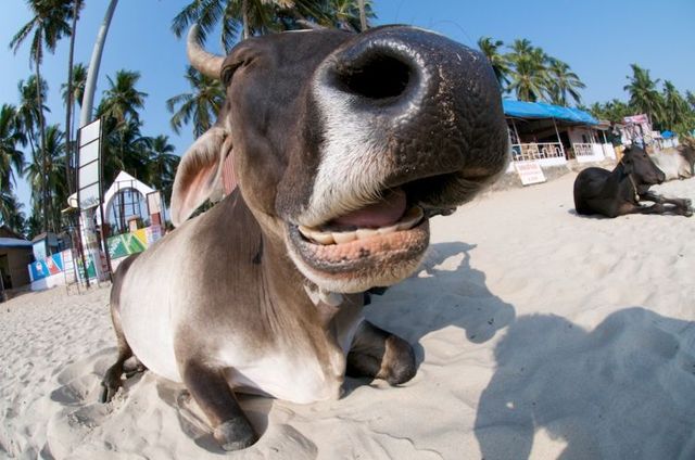Luxury holidays in Goa (34 photos)