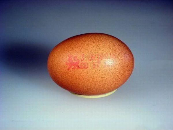 egg_01.jpg